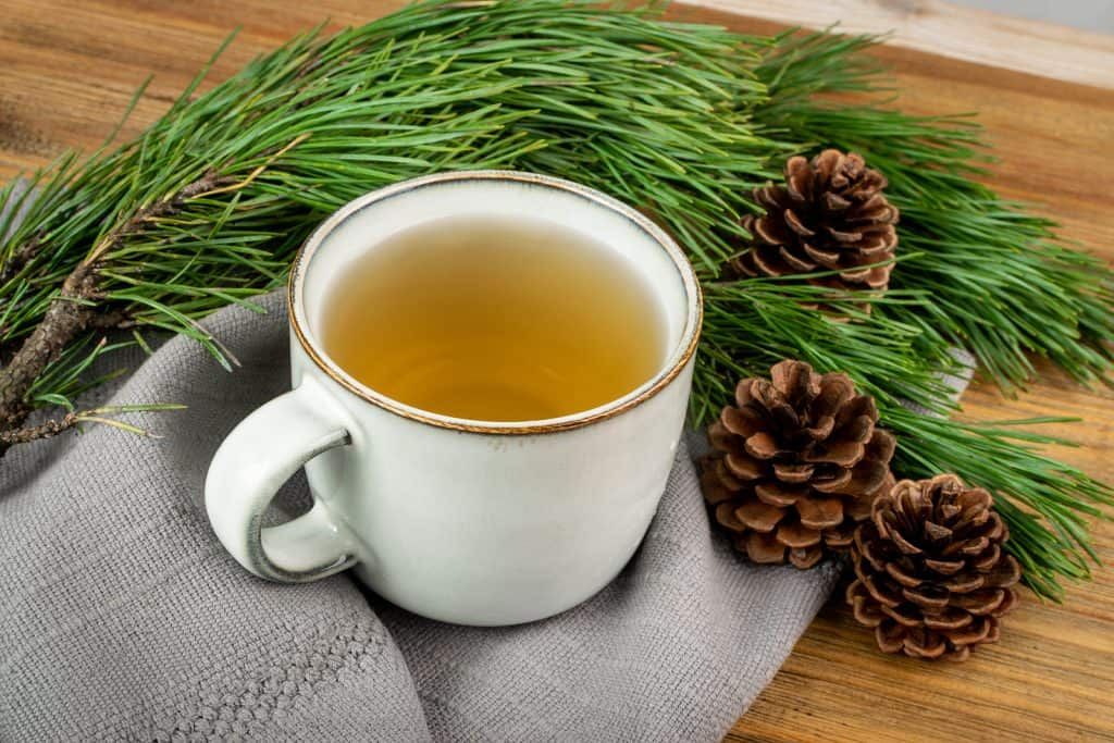 Christmas Tree Tea_ How to Make Healing Pine and Cedar Tea