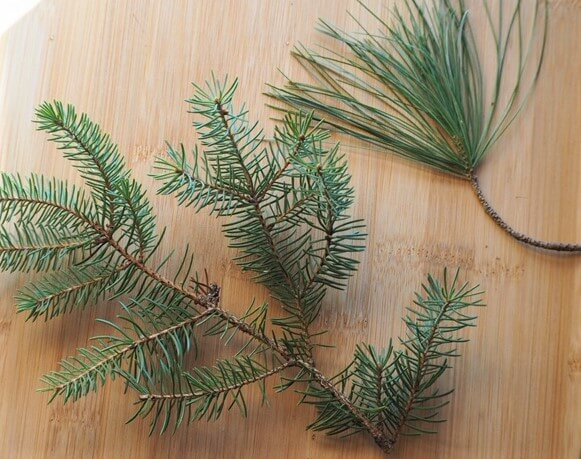 How to Make Pine Needle Tea : Photo courtesy of kamimcbride via Pinterest